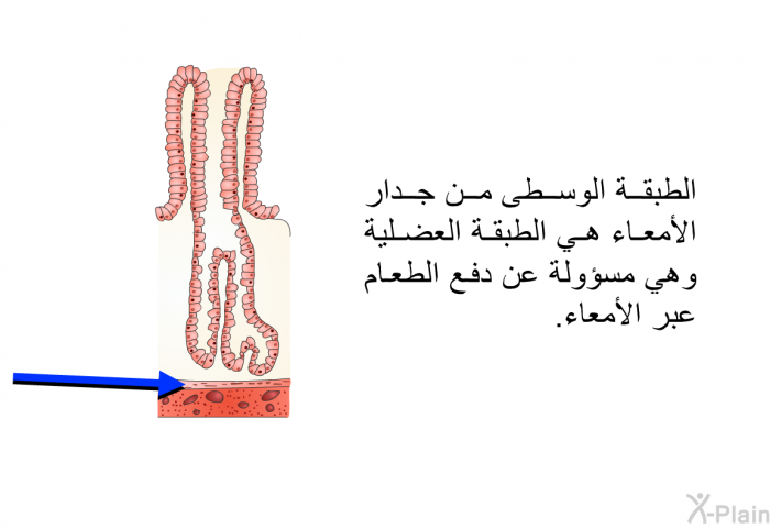 الطبقة الوسطى من جدار الأمعاء هي الطبقة العضلية وهي مسؤولة عن دفع الطعام عبر الأمعاء.