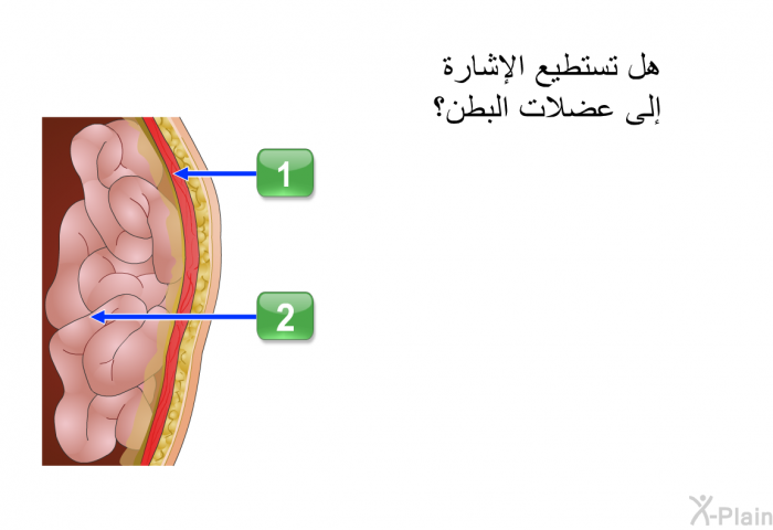 هل تستطيع الإشارة إلى عضلات البطن؟