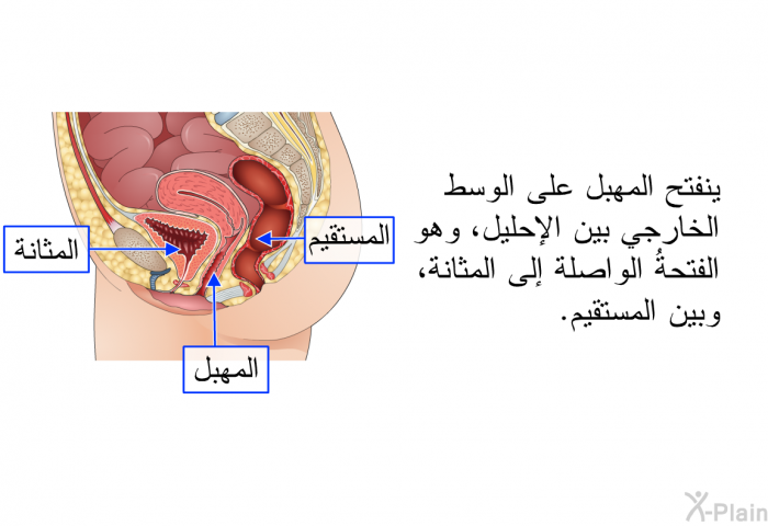 ينفتح المهبل على الوسط الخارجي بين الإحليل، وهو الفتحةُ الواصلة إلى المثانة، وبين المستقيم.