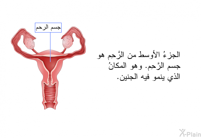 الجزءُ الأوسط من الرَّحِم هو جسم الرَّحِم. وهو المكانُ الذي ينمو فيه الجنين.