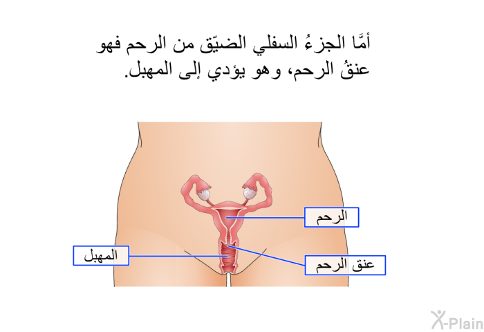 أمَّا الجزءُ السفلي الضيِّق من الرحم فهو عنقُ الرحم، وهو يؤدي إلى المهبل.