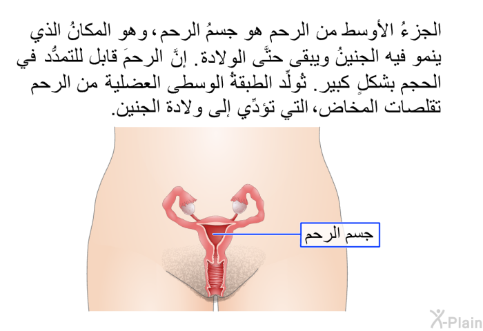 الجزءُ الأوسط من الرحم هو جسمُ الرحم، وهو المكانُ الذي ينمو فيه الجنينُ ويبقى حتَّى الولادة. إنَّ الرحمَ قابلٌ للتمدُّد في الحجم بشكلٍ كبيرٍ. تُولِّد الطبقةُ الوسطى العضلية من الرحم تقلُّصات المخاض، التي تؤدِّي إلى ولادة الجنين.