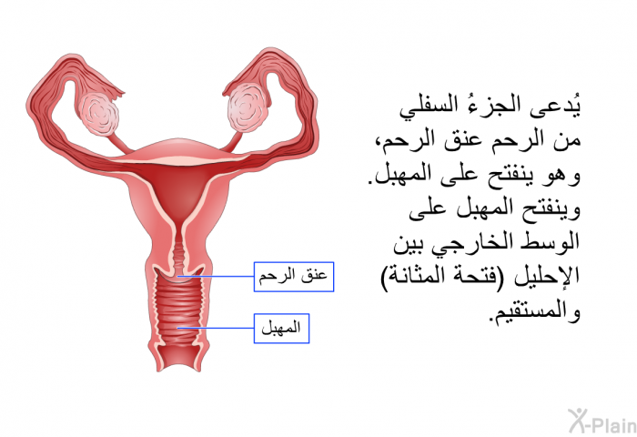 يُدعى الجزءُ السفلي من الرحم عنق الرحم، وهو ينفتح على المهبل. وينفتح المهبل على الوسط الخارجي بين الإحليل (فتحة المثانة) والمستقيم.