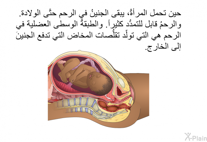 حين تحمل المرأةُ، يبقى الجنينُ في الرحم حتَّى الولادة. والرحمُ قابل للتمدُّد كثيراً. والطبقةُ الوسطى العضلية في الرحم هي التي تولِّد تقلُّصات المخاض التي تدفع الجنينَ إلى الخارج.