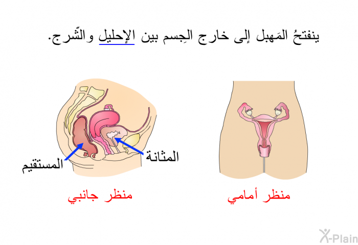 ينفتحُ المَهبل إلى خارج الجِسم بين الإحليل والشّرج.