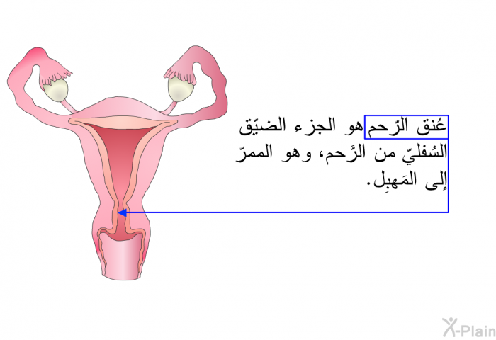 عُنق الرّحم هو الجزء الضيّق السُفليّ من الرَّحم، وهو الممرّ إلى المَهبِل.