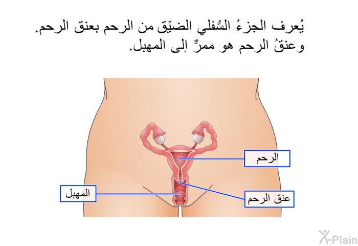 يُعرف الجزءُ السُّفلي الضيِّق من الرحم بعنق الرحم. وعنقُ الرحم هو ممرٌّ إلى المهبل.