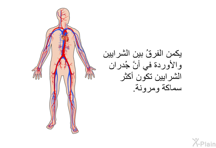 يكمن الفرقُ بين الشرايين والأوردة في أنَّ جُدران الشرايين تكون أكثر سماكة ومرونة.