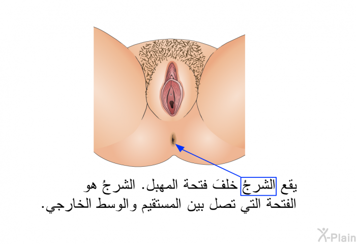 يقع الشرجُ خلفَ فتحة المهبل. و الشرجُ هو الفتحةُ التي تصل بين المستقيم والوسط الخارجي.