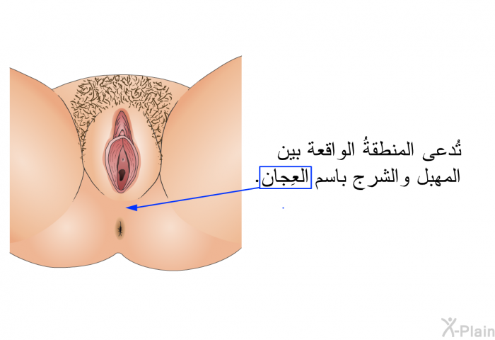 تُدعى المنطقةُ الواقعة بين المهبل والشرج باسم العِجان.