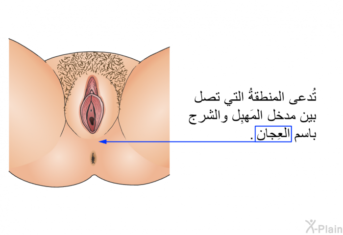 تُدعى المنطقةُ التي تصل بين مدخل المَهبِل والشرج باسم العِجان.