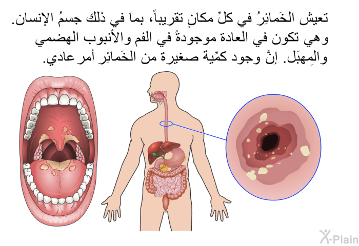 تعيش الخَمائِرُ في كلِّ مكانٍ تقريباً، بما في ذلك جسمُ الإنسان. وهي تكون في العادة موجودةً في الفم والأنبوب الهضمي والمَهبِل. إنَّ وجود كمِّية صغيرة من الخَمائِر أمر عادي.