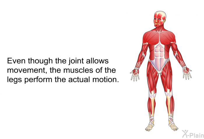 Even though the joint allows movement, the muscles of the legs perform the actual motion.