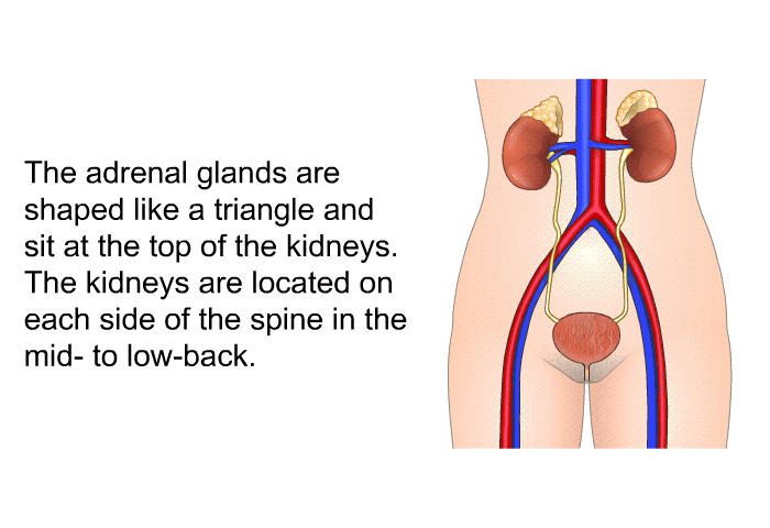 The adrenal glands are shaped like a triangle and sit at the top of the kidneys. The kidneys are located on each side of the spine in the mid- to low-back.