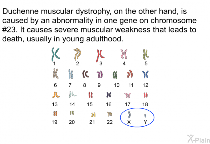 Duchenne muscular dystrophy, on the other hand, is caused by an abnormality in one gene on chromosome #23. It causes severe muscular weakness that leads to death, usually in young adulthood.