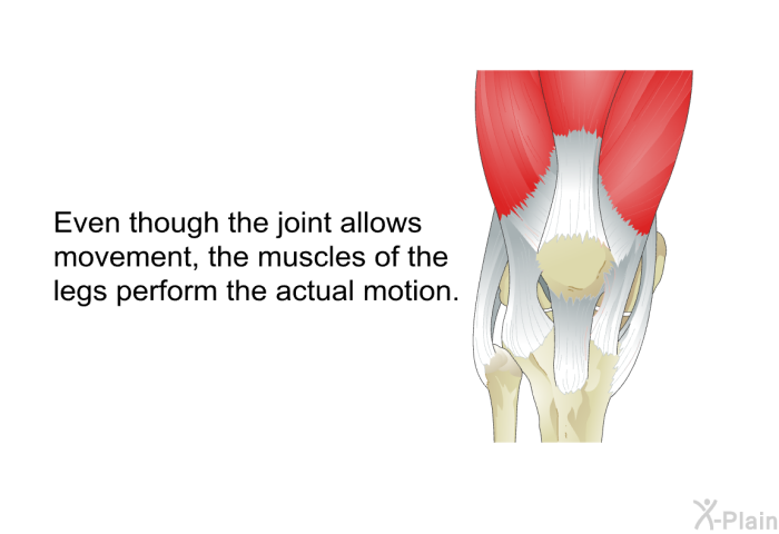 Even though the joint allows movement, the muscles of the legs perform the actual motion.