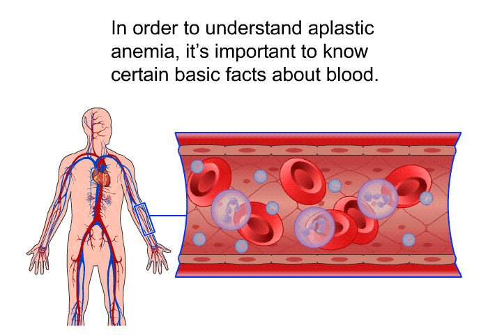 In order to understand aplastic anemia, it's important to know certain basic facts about blood.