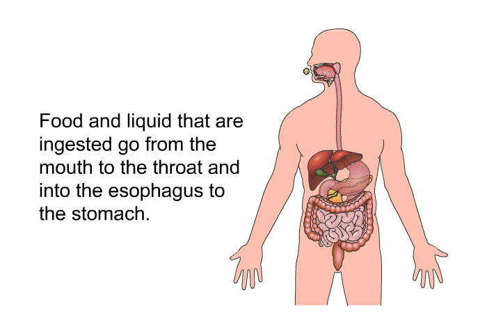 Food and liquid that are ingested go from the mouth to the throat and into the esophagus to the stomach.