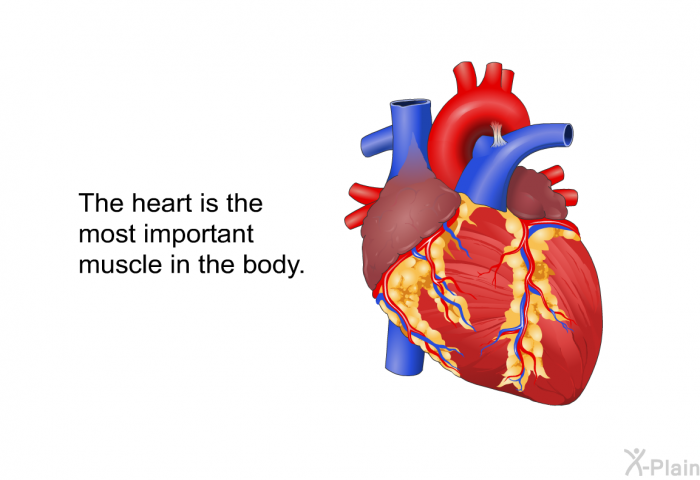 The heart is the most important muscle in the body.
