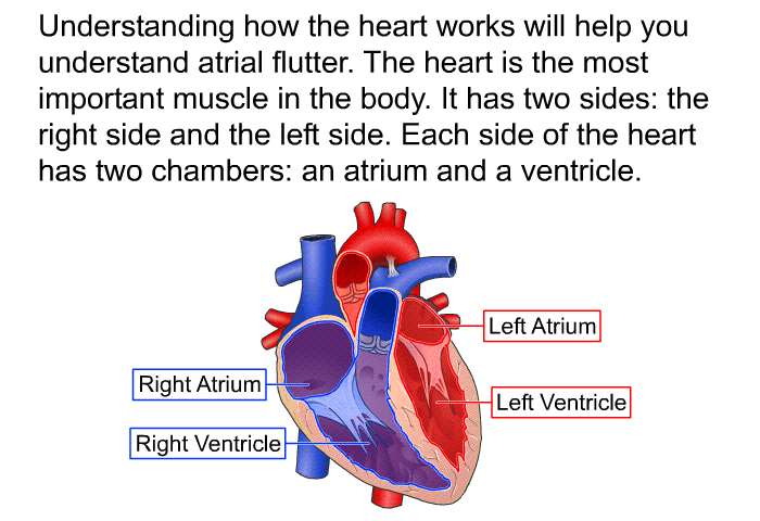 Understanding how the heart works will help you understand atrial flutter. The heart is the most important muscle in the body. It has two sides: the right side and the left side. Each side of the heart has two chambers: an atrium and a ventricle.
