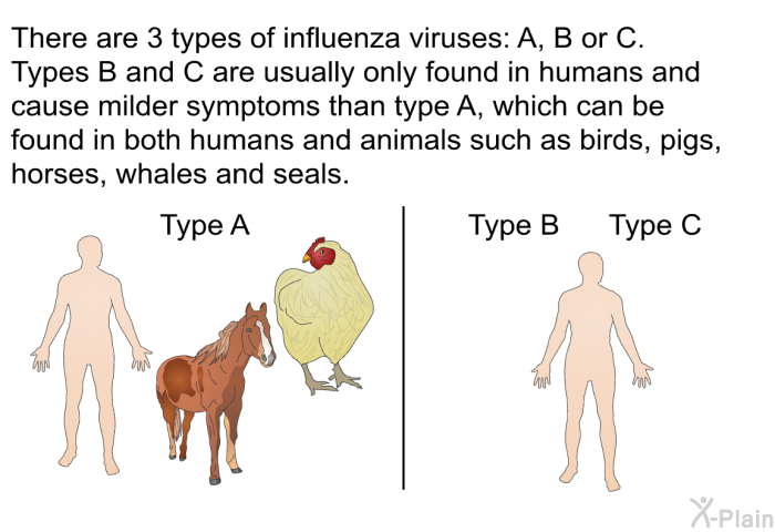 There are 3 types of influenza viruses: A, B or C. Types B and C are usually only found in humans and cause milder symptoms than type A, which can be found in both humans and animals such as birds, pigs, horses, whales and seals.