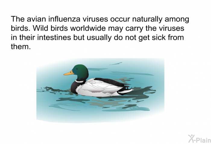 The avian influenza viruses occur naturally among birds. Wild birds worldwide may carry the viruses in their intestines but usually do not get sick from them.
