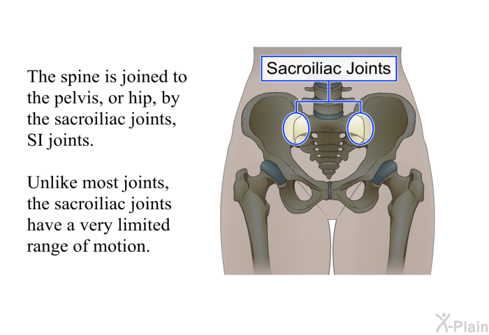 The spine is joined to the pelvis, or hip, by the sacroiliac joints, SI joints. Unlike most joints, the sacroiliac joints have a very limited range of motion.