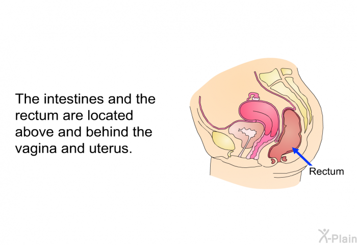 The intestines and the rectum are located above and behind the vagina and uterus.