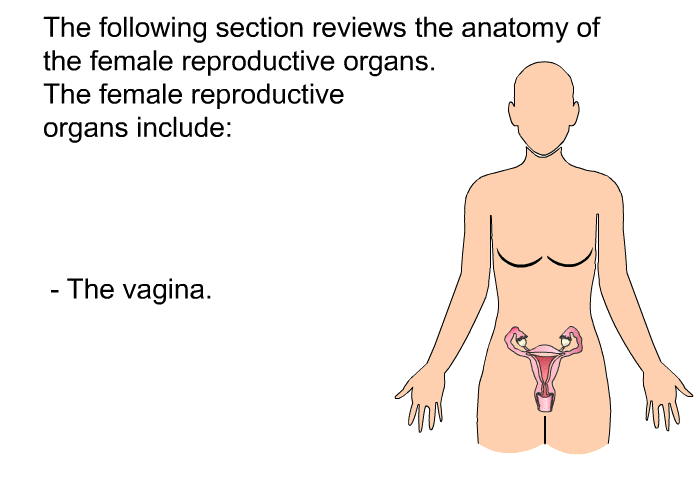The following section reviews the anatomy of the female reproductive organs. The female reproductive organs include:  The vagina.