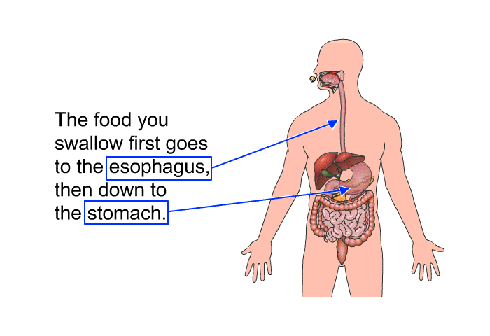 The food you swallow first goes to the esophagus, then down to the stomach.