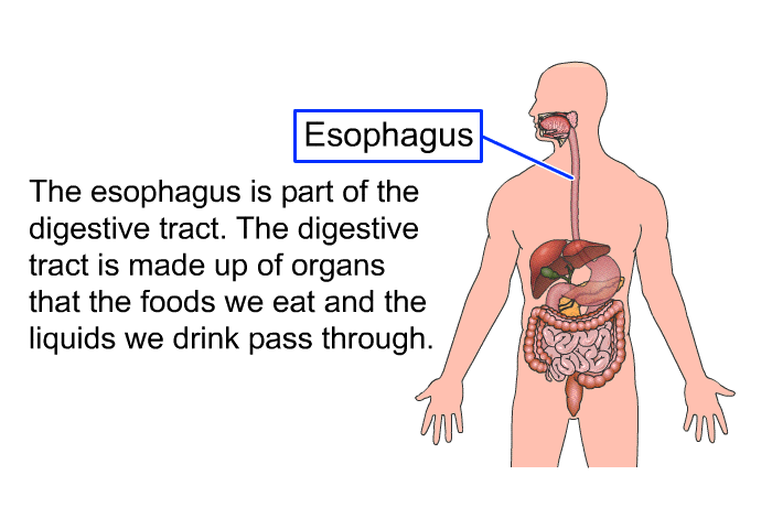 The esophagus is part of the digestive tract. The digestive tract is made up of organs that the foods we eat and the liquids we drink pass through.