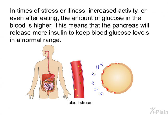 In times of stress or illness, increased activity, or even after eating, the amount of glucose in the blood is higher. This means that the pancreas will release more insulin to keep blood glucose levels in a normal range.