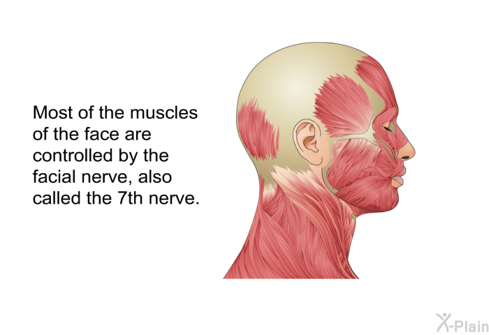 Most of the muscles of the face are controlled by the facial nerve, also called the 7<SUP>th</SUP> nerve.