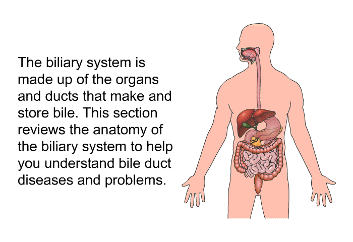 The biliary system is made up of the organs and ducts that make and store bile. This section reviews the anatomy of the biliary system to help you understand bile duct diseases and problems.