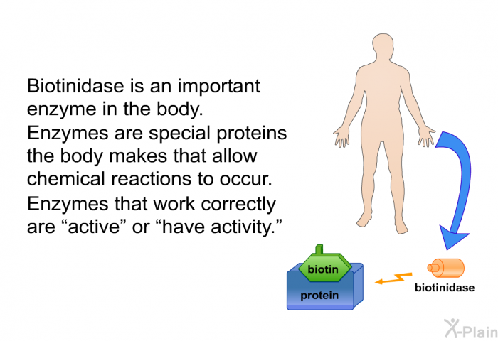 Biotinidase is an important enzyme in the body. Enzymes are special proteins the body makes that allow chemical reactions to occur. Enzymes that work correctly are “active” or “have activity.”