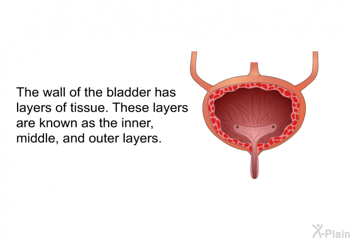 The wall of the bladder has layers of tissue. These layers are known as the inner, middle, and outer layers.