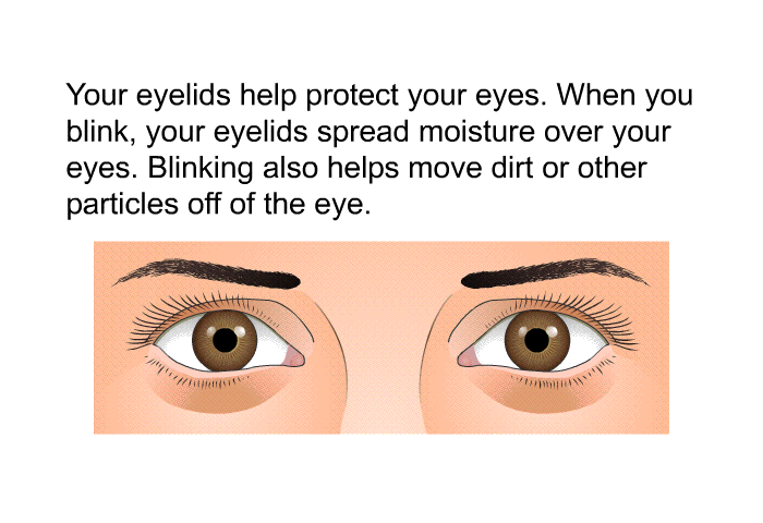 Your eyelids help protect your eyes. When you blink, your eyelids spread moisture over your eyes. Blinking also helps move dirt or other particles off of the eye.
