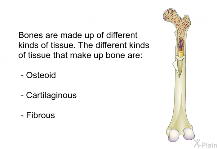 Bones are made up of different kinds of tissue. The different kinds of tissue that make up bone are:  Osteoid Cartilaginous Fibrous