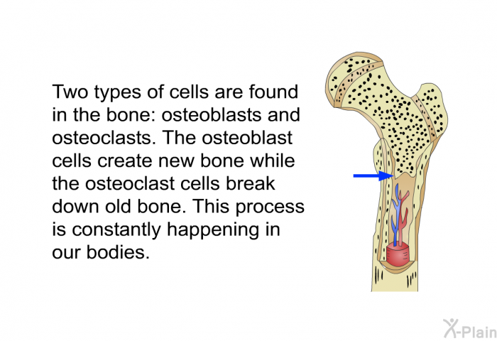 Two types of cells are found in the bone: osteoblasts and osteoclasts. The osteoblast cells create new bone while the osteoclast cells break down old bone. This process is constantly happening in our bodies.