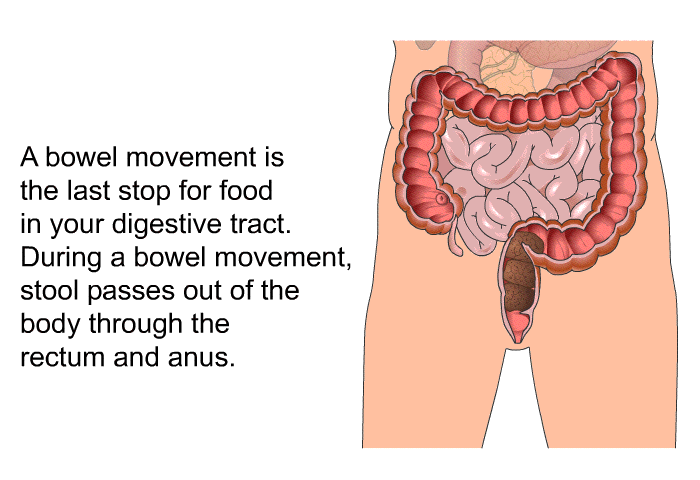 A bowel movement is the last stop for food in your digestive tract. During a bowel movement, stool passes out of the body through the rectum and anus.
