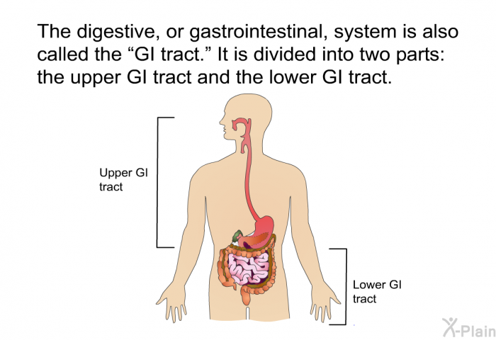 The digestive, or gastrointestinal, system is also called the “GI tract.” It is divided into two parts: the upper GI tract and the lower GI tract.