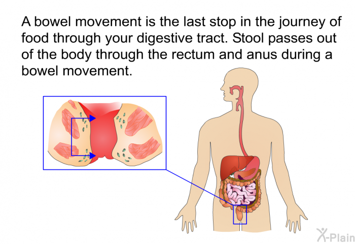  Bowel Movement