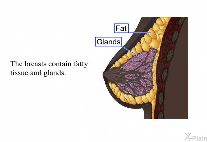 The breasts contain fatty tissue and glands.