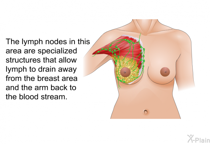 The lymph nodes in this area are specialized structures that allow lymph to drain away from the breast area and the arm back to the blood stream.