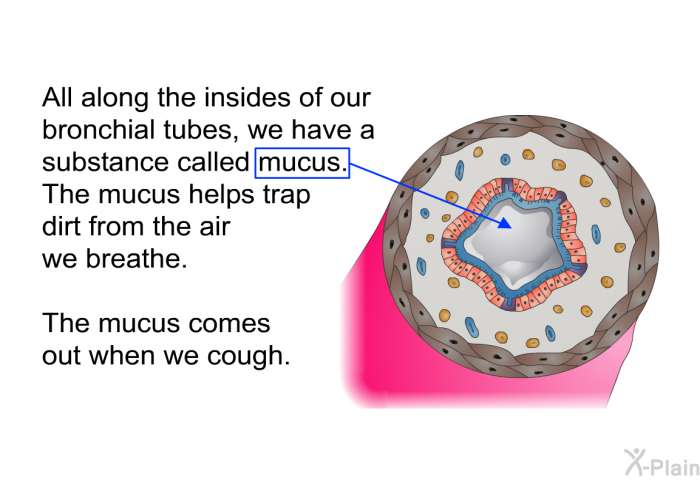 All along the insides of our bronchial tubes, we have a substance called mucus. The mucus helps trap dirt from the air we breathe. The mucus comes out when we cough.