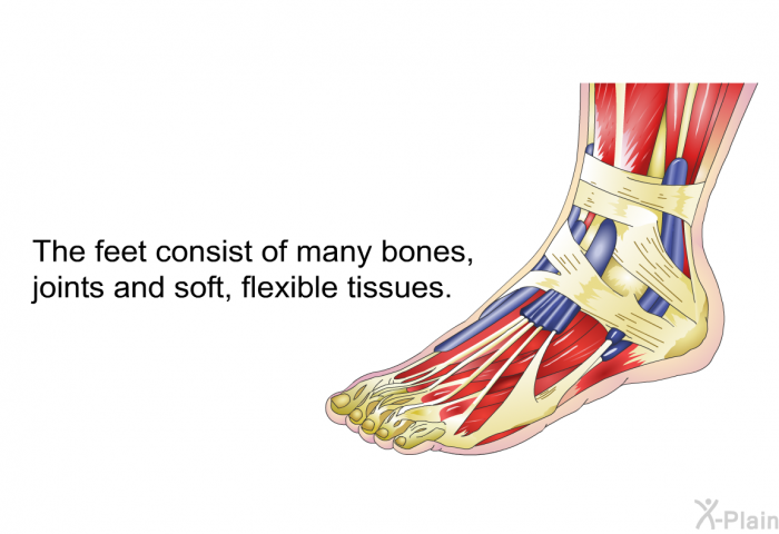 The feet consist of many bones, joints and soft, flexible tissues.