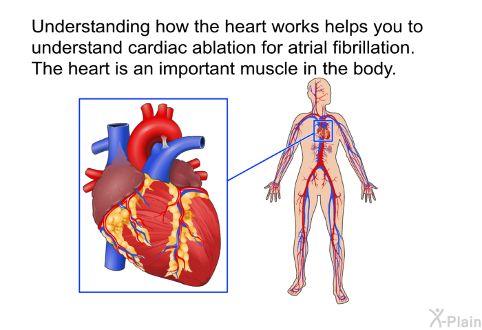 Understanding how the heart works helps you to understand cardiac ablation for atrial fibrillation. The heart is an important muscle in the body.