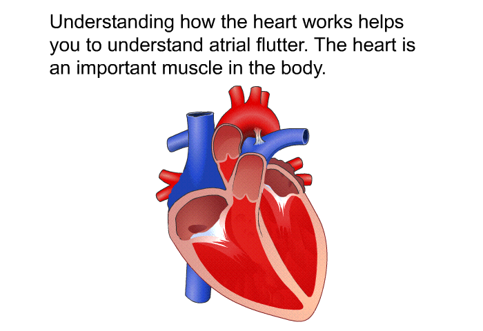 Understanding how the heart works helps you to understand atrial flutter. The heart is an important muscle in the body.