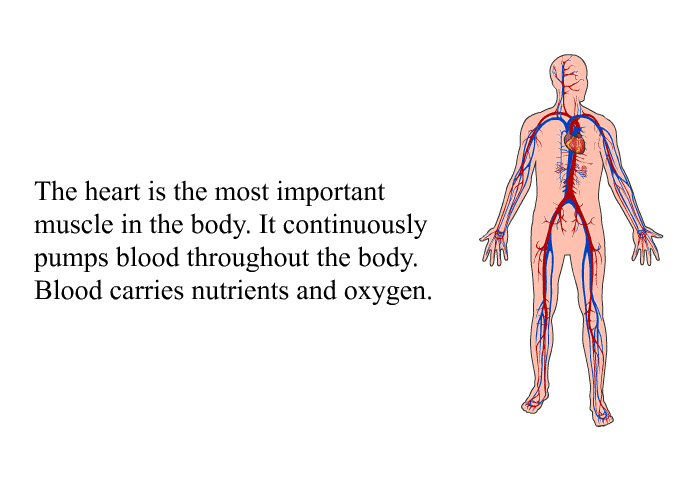 The heart is the most important muscle in the body. It continuously pumps blood throughout the body. Blood carries nutrients and oxygen.