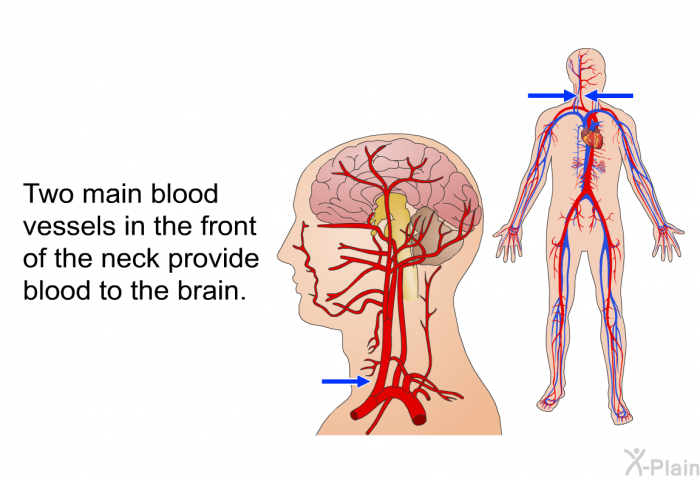 Two main blood vessels in the front of the neck provide blood to the brain.